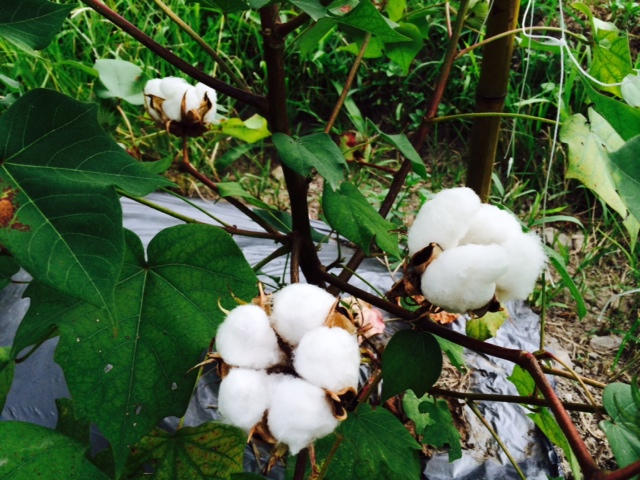 有機棉Organic Cotton